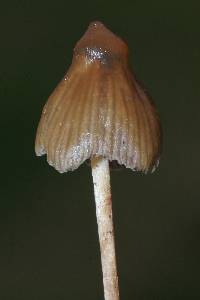 Psilocybe semilanceata image