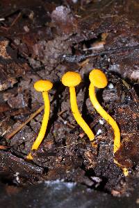 Cantharellus minor image