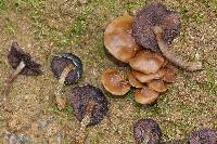 Psilocybe muliercula image