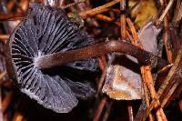 Psilocybe fagicola image