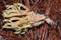 Ramaria stricta image