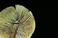 Lepiota trichroma image