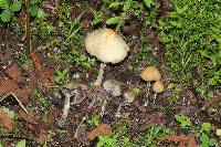 Psilocybe zapotecorum image