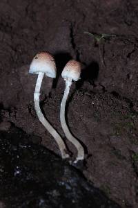 Leucoagaricus caerulescens image