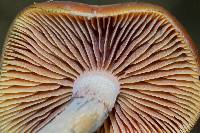 Psilocybe cyanescens image