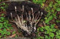 Psilocybe zapotecorum image