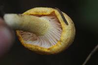 Hygrophorus chrysodon image