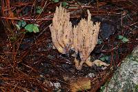 Ramaria stricta image