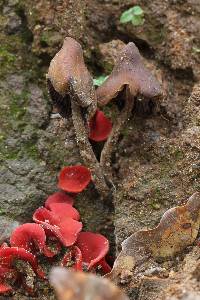 Psilocybe zapotecorum image