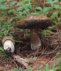 Tylopilus porphyrosporus image