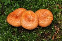 Lactarius salmonicolor image