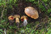 Boletus subvelutipes image