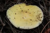 Amanita xylinivolva image