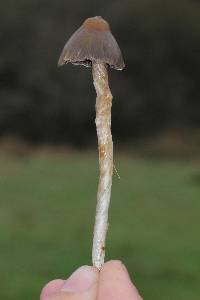 Psilocybe semilanceata image