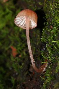 Mycena singeri image