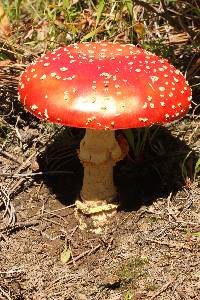 Amanita muscaria subsp. flavivolvata image