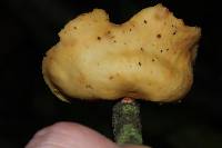 Mycobonia flava image