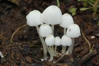 Coprinellus disseminatus image