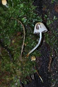 Coprinellus micaceus image