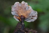 Polyporus leptocephalus image