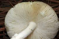 Amanita xylinivolva image