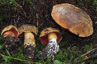 Boletus subvelutipes image