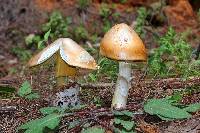 Amanita yema image