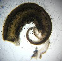 Clavulinopsis fusiformis image