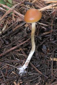 Psilocybe aztecorum image