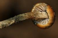 Psilocybe zapotecorum image