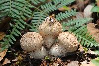 Lycoperdon perlatum image