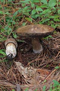 Tylopilus porphyrosporus image