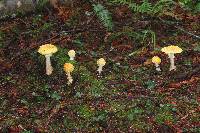 Amanita muscaria image