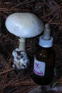 Amanita bisporigera image