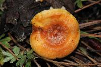 Lactarius vinaceorufescens image