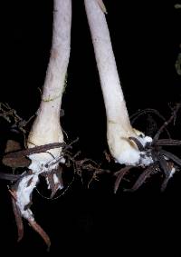 Inocybe geophylla image