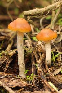 Psilocybe cyanescens image