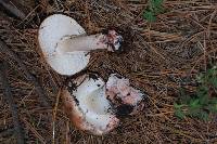 Amanita rubescens image