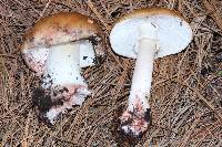 Amanita rubescens image