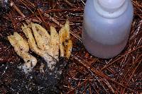 Ramaria stricta image