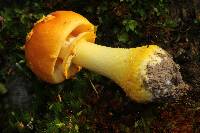 Amanita flavoconia image