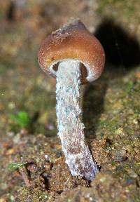 Psilocybe zapotecorum image