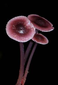 Mycena pura image