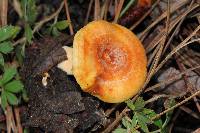 Lactarius vinaceorufescens image