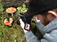 Amanita muscaria image