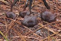 Inocybe calamistrata image