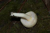 Hygrophorus chrysodon image