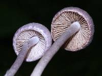 Inocybe geophylla var. lilacina image