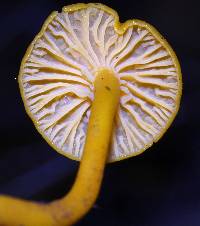 Cantharellus minor image