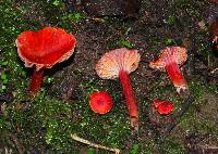 Hygrocybe coccinea image